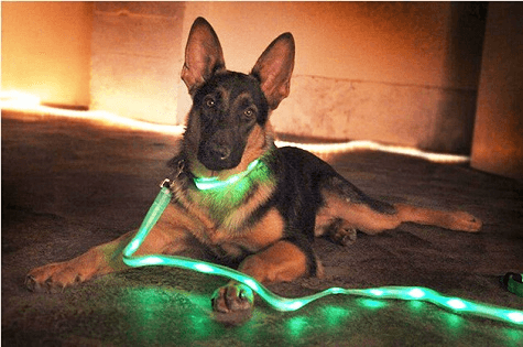 Flashing LED Dog Collar with Matching Leash